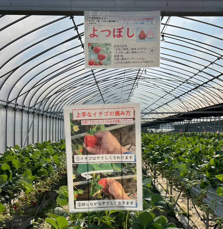 貼心採草莓教學