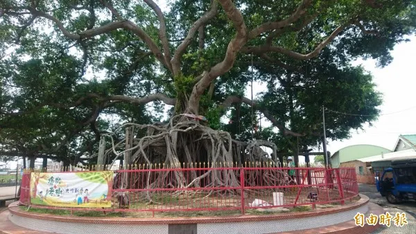 百年大榕樹（圖片來源：Facebook）