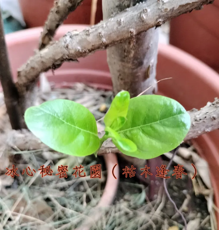 冰心秘密花園自拍