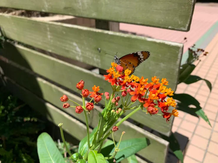 相信今天花蜜一定很好吃吧，瞧妳都不想走了！🤭