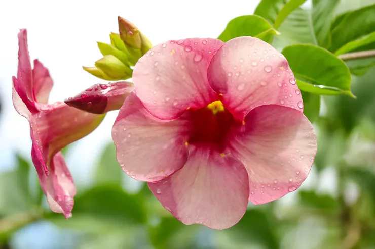 紫蟬花(Allamanda blanchetii)