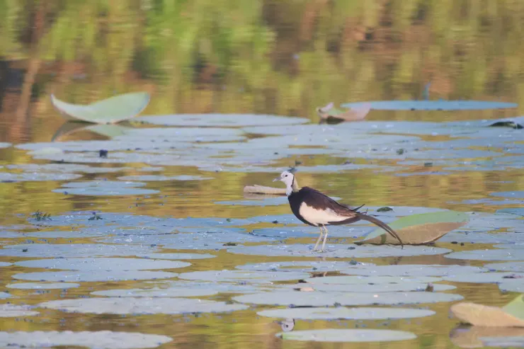 水仙子Jacana