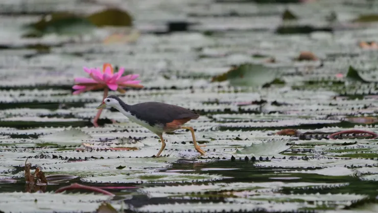 成鳥後是另一番風景