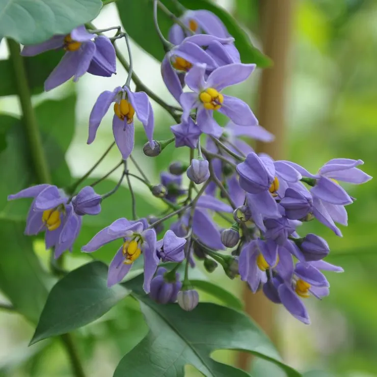 懸星藤(Solanum seaforthianum)
