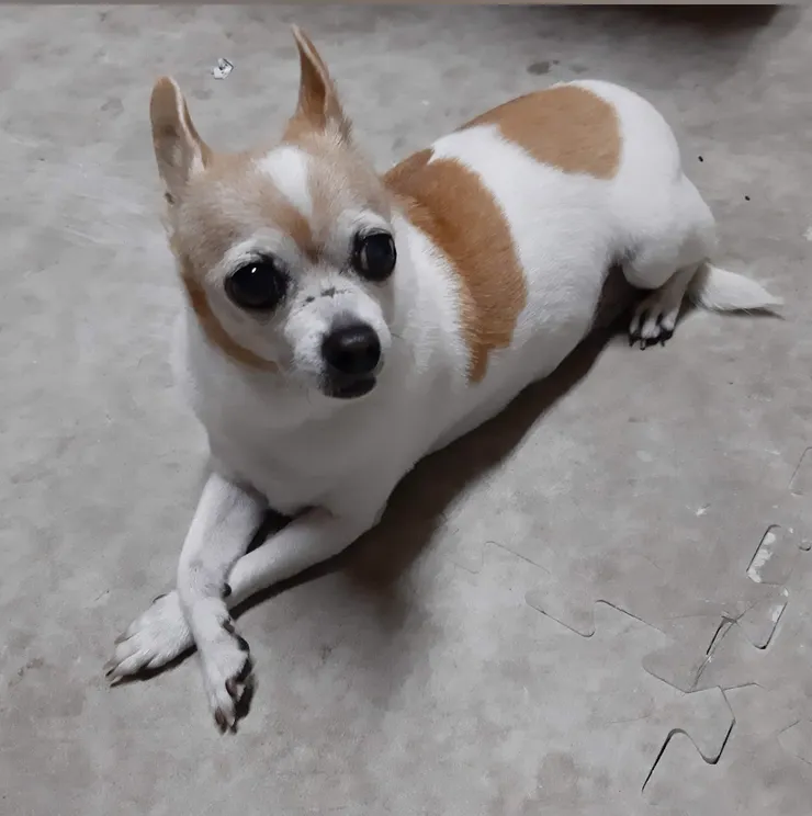 優雅嘟的招牌手交叉