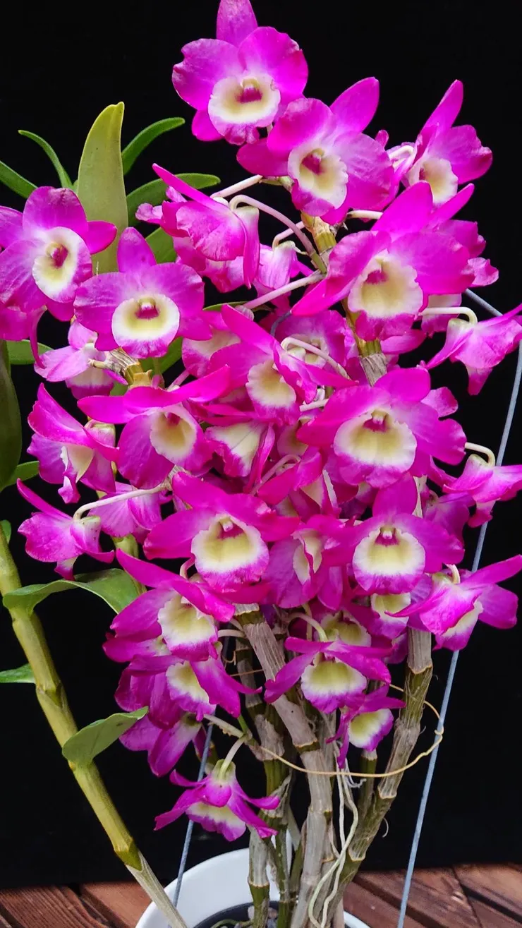 購買高品質春石斛 全省都可送 賴慶隆種植的超美蘭花 心情故事花房