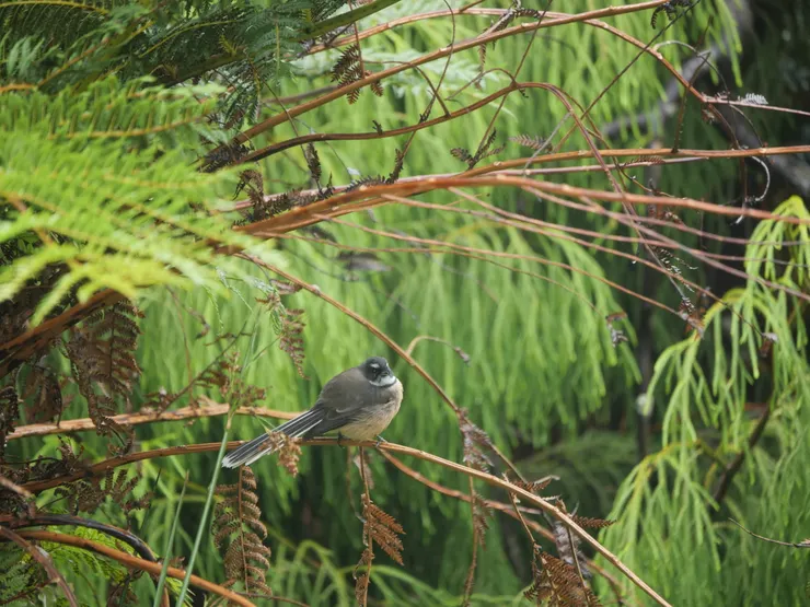 尾巴如羽扇的Fantail，是紐西蘭的特有種鳥類。