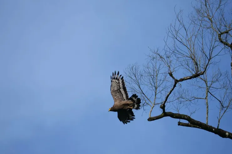 香港拍到的起飛個體