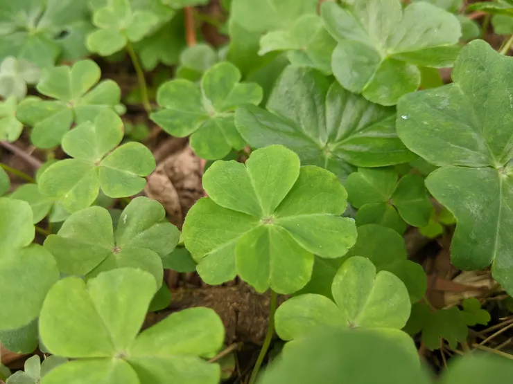 四葉幸運草🍀