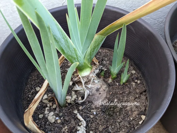 我的德國鳶尾，最近都長出側芽了🫨