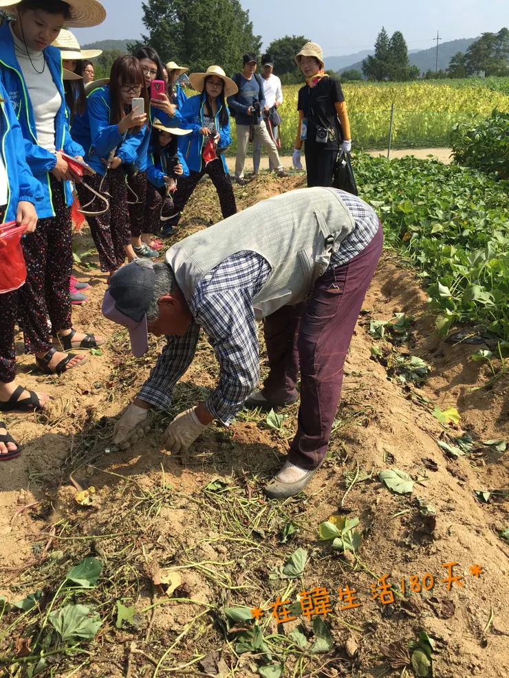 農場主人示範挖地瓜