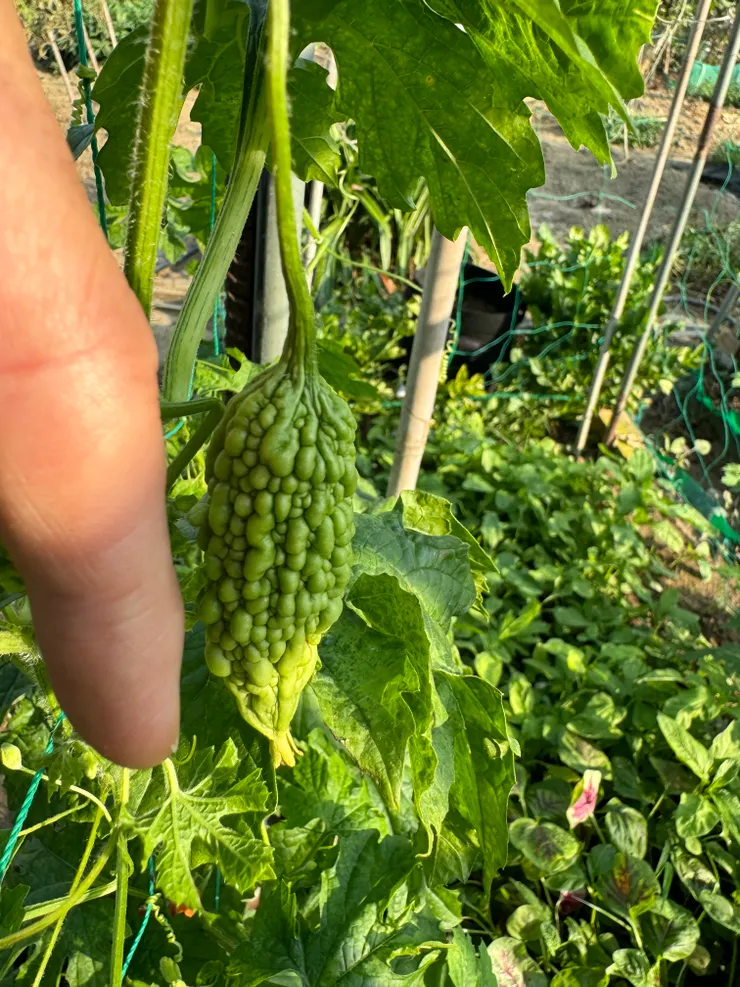 個子還很小大約跟我食指一樣長。