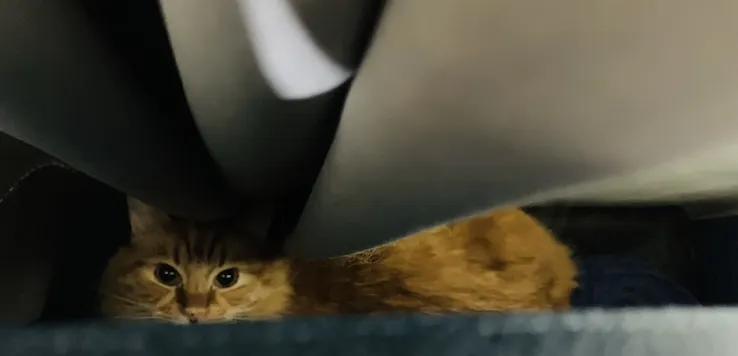 『差點』失蹤的室內貓三號胖橘，搬家時上演驚魂記（相關故事請見『貓奴小學堂（17）』。