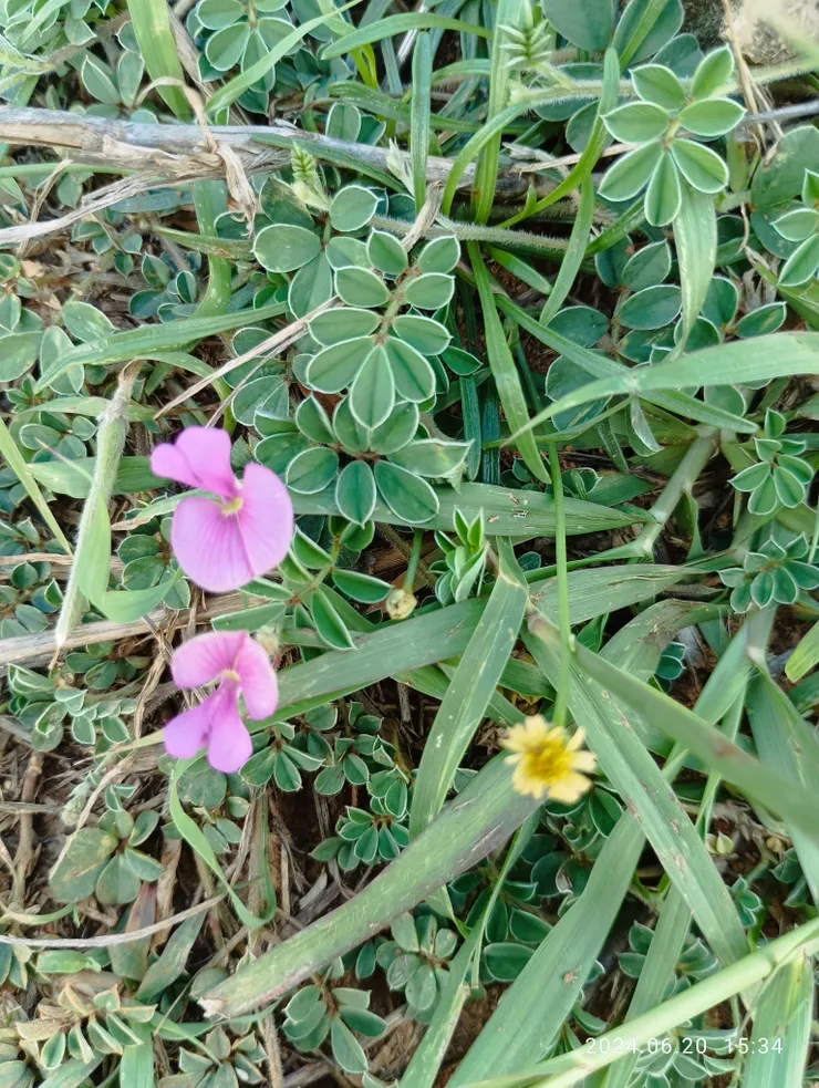 龍磐鎮日風晴飆豔，台灣灰毛豆，長柄菊不堪情摧伏岩，比平地矮小求生