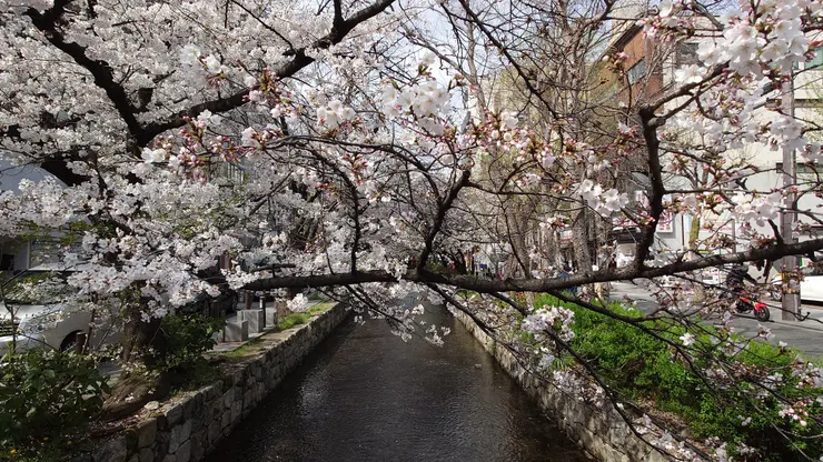 令人驚嘆的染井吉野櫻。（攝影／陳宜彣）