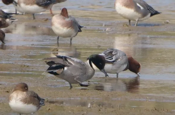 中間黑色頭是羅文鴨，