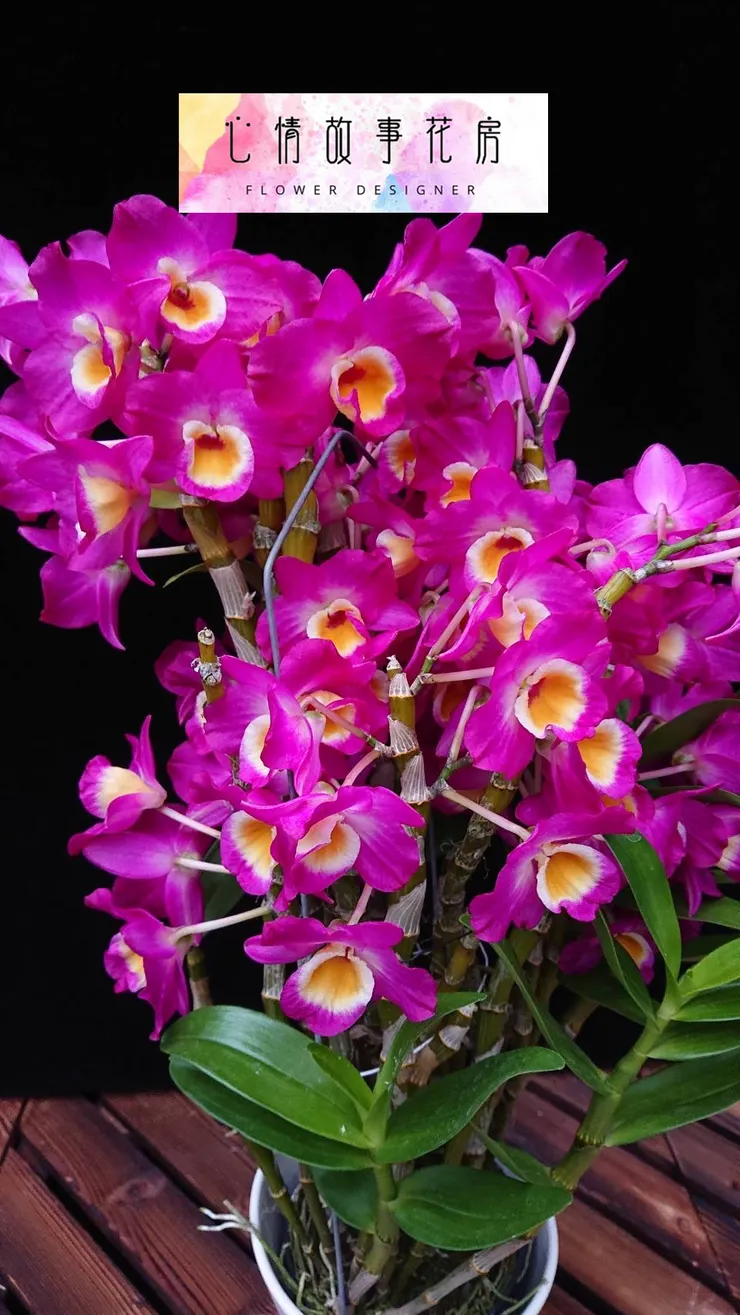 購買高品質春石斛 全省都可送 賴慶隆種植的超美蘭花 心情故事花房