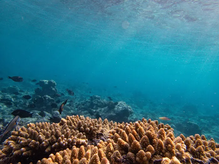 自然醣褐藻糖膠3-PLUS產品