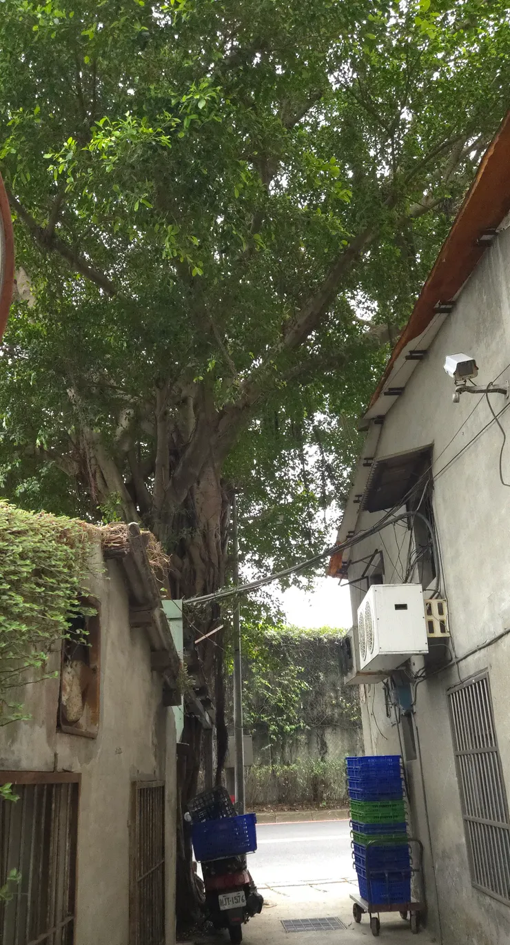 新莊碧江街海景第一排的老榕樹，直面大漢溪保家衛鄉（正前方為防洪堤防）