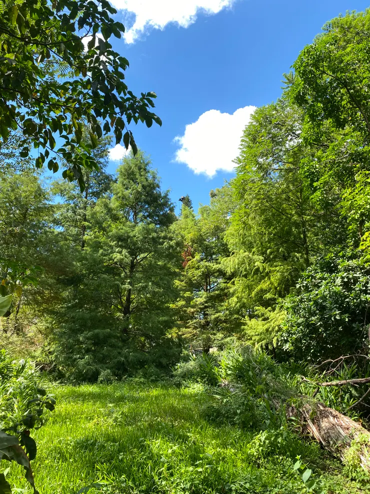 早期草廬附近種了成排的落羽松，現在看上去仍十分漂亮