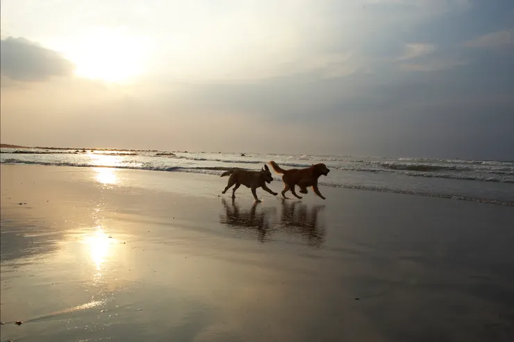 三狗中的兩狗，奇與妮。（我沒說謊吧，是不是很美）