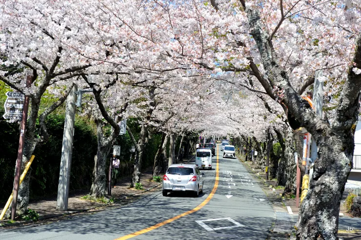 櫻並木通，來往車輛不少。