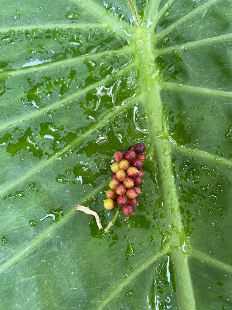 枯理珍 果子像葡萄不能吃
