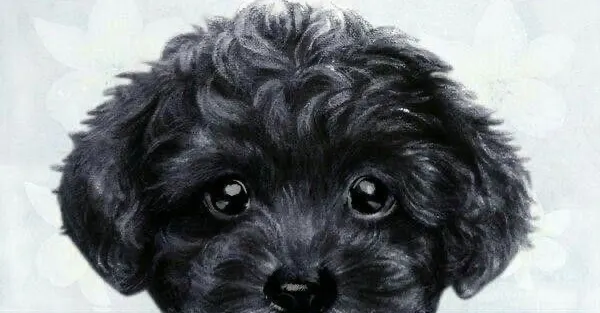 HaHa的生活觀察日記