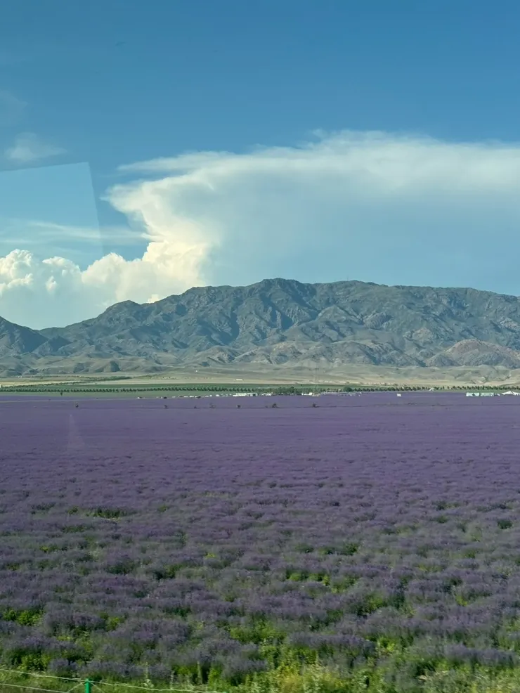 進入伊犁,行經路上看到一大片顯眼的紫色薰衣草田,讓人不禁讚嘆好壯觀啊!