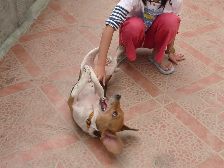 喜歡躺在陽台撒野翻滾