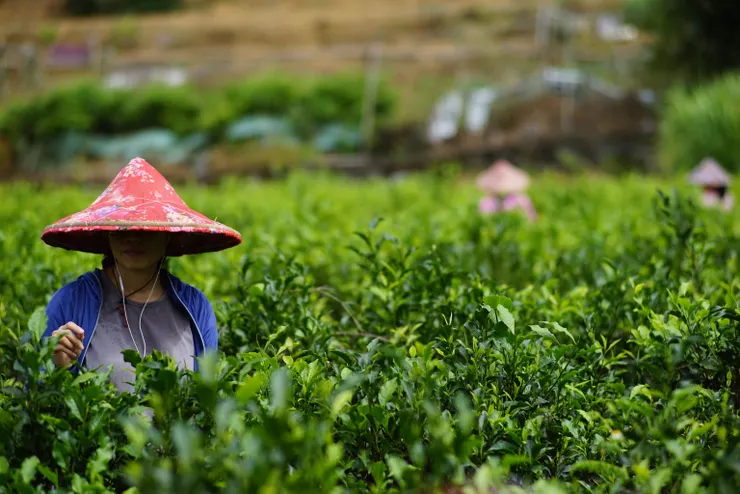 旅學堂遊客體驗三芝海風夏摘採一心二葉茶葉的感受。（拍攝＝淡水陶職人林炎霖，參加淡水茶旅時拍攝。圖中人 物是淡水國中地理老師。）