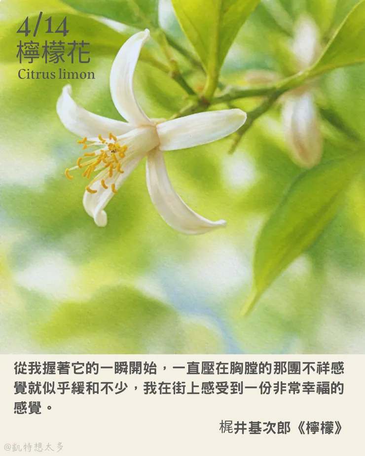 檸檬花×梶井基次郎《檸檬》