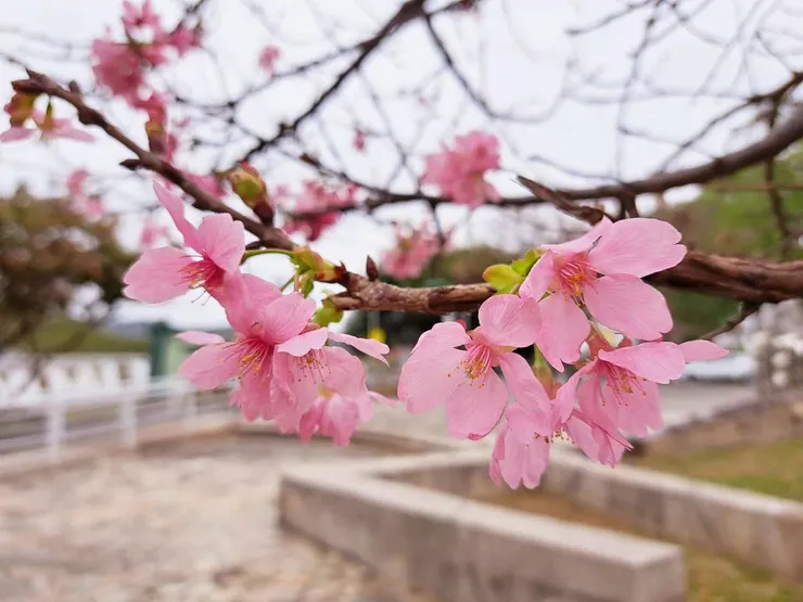 住家附近河堤旁的櫻花樹