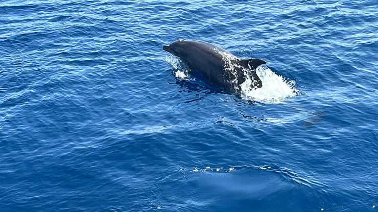 花蓮賞鯨小旅行的看見。