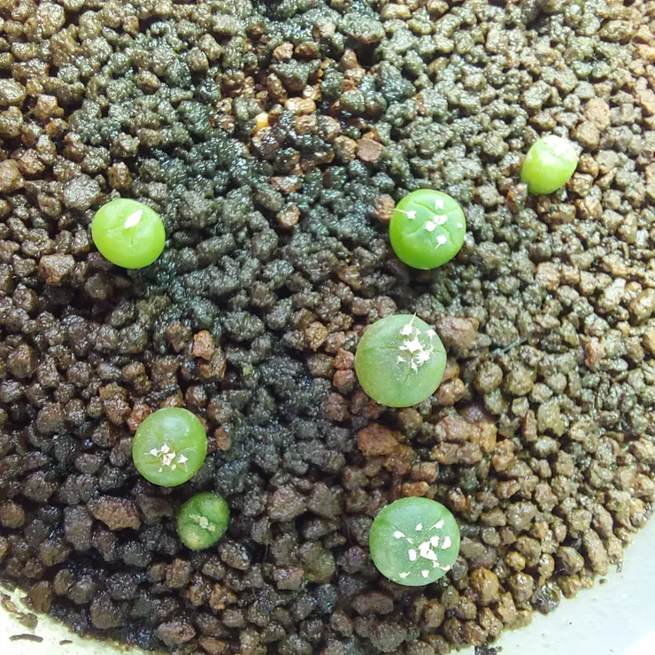 6/28