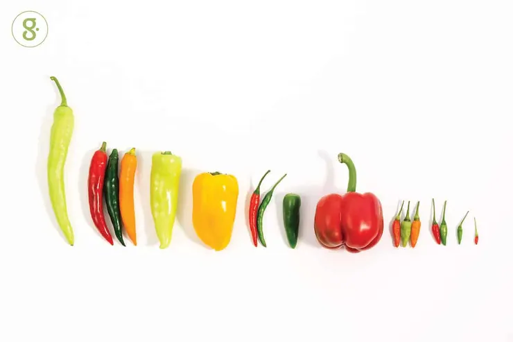 對比之下明顯看出鳥眼辣椒有多小了