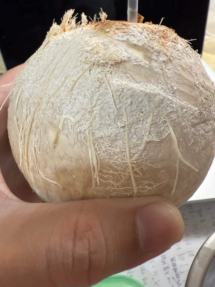 2025/09/30 跟阿豆仔開會邊喝椰子汁