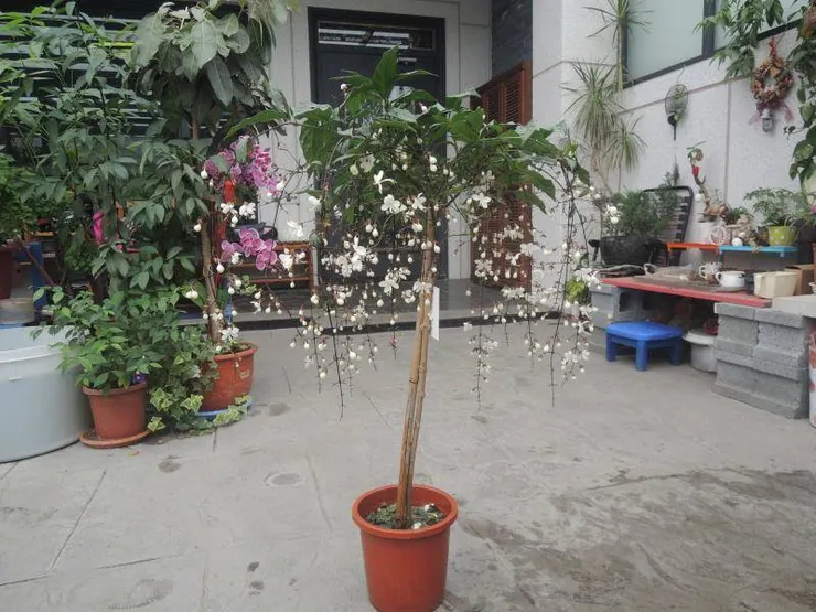 我家花園的嬌客