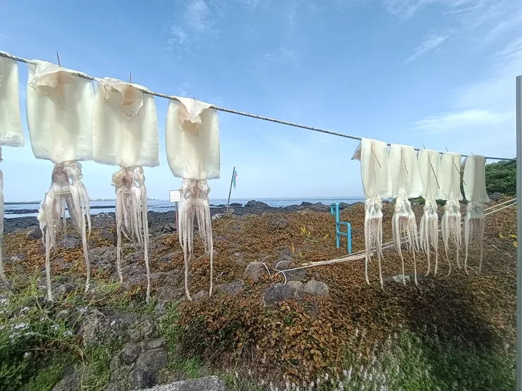 店家在路邊曬魷魚，中間留了一個的口，給徒步者進出。