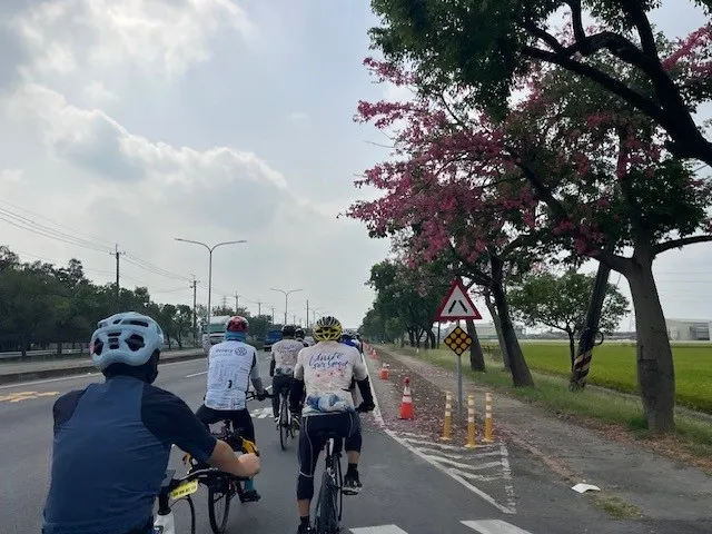 1號省道旁的美人樹