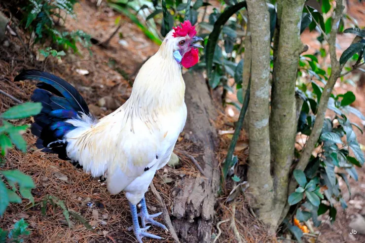 正待下山聽見一聲雞鳴！黑松亭週邊覓食容易，不知誰家的一群雞在這兒過得很好！