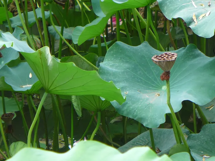 西安興慶公園荷花池 @作者拍攝202307