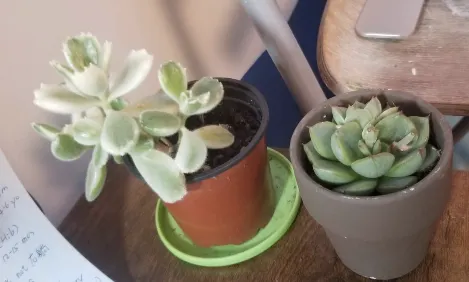 左邊的是小熊(因為它是熊掌); 右邊的是小壯