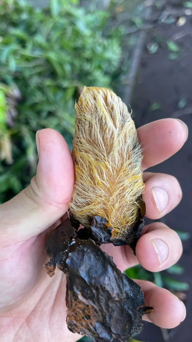 聽說最近很紅的芒果寶寶