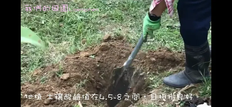 挖土種植芭樂