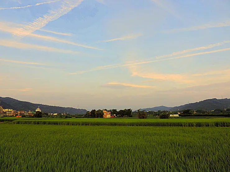 幸福農場的蔥鬱景色