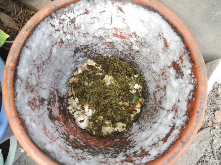 白白的菌絲代表著微生物強盛的活動力