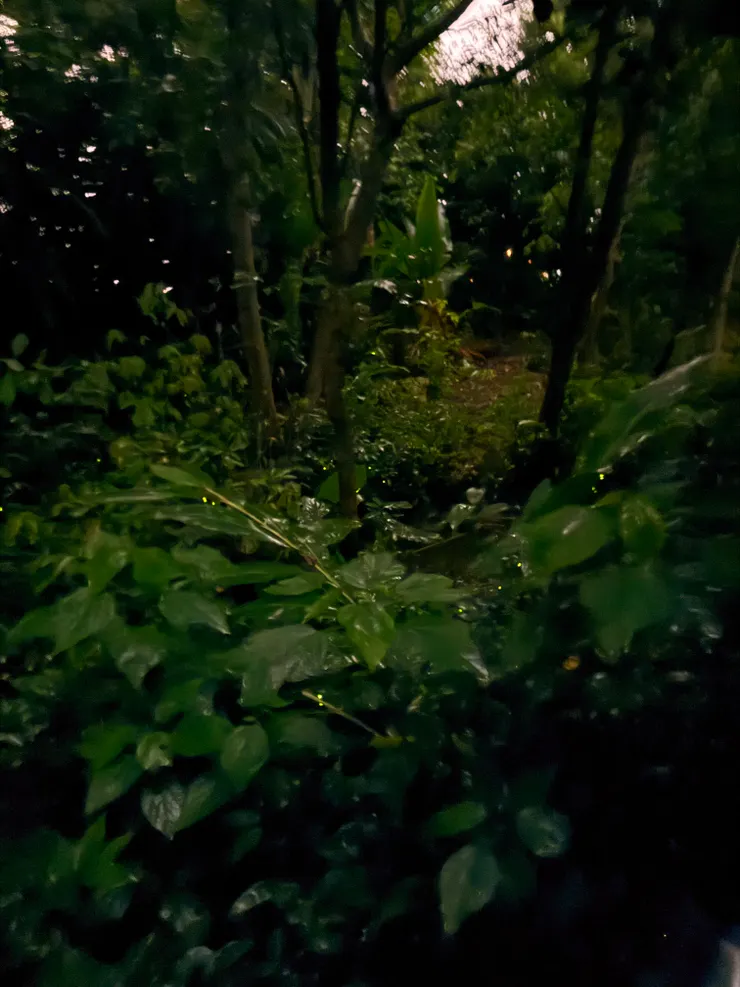 2026/04/25 戶外螢火蟲