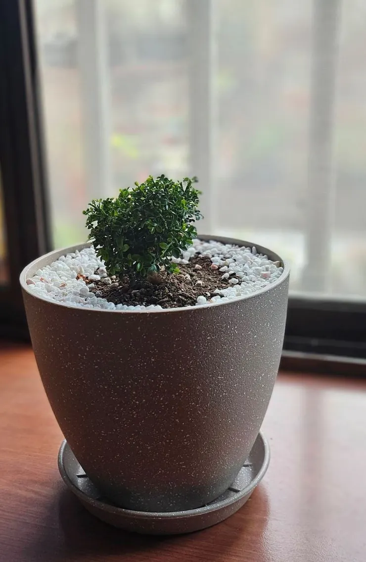 你最愛的位置，繼續看窗外，繼續曬太陽吧。