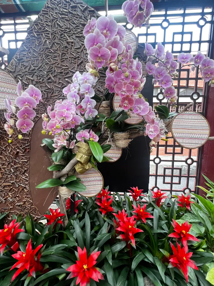 點綴蘭花的擎天鳳梨